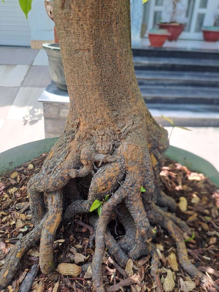 Mai vàng ghép khỏe mạnh. Mua bán Cây cảnh, đồ trang trí tại Huyện Nhà Bè Tp Hồ Chí Minh được đăng bởi Bao Le hình 1