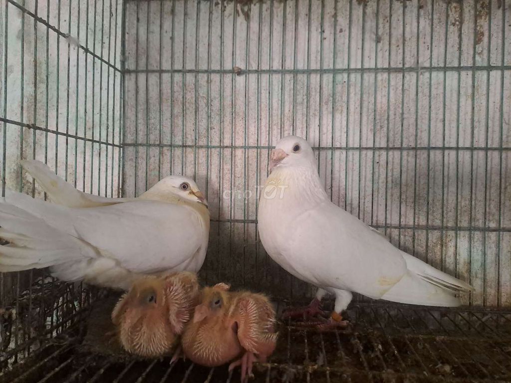 Chim Bồ câu Thái Trắng Khỏe mạnh đang đe . Mua bán Chim tại Huyện Bình Chánh Tp Hồ Chí Minh được đăng bởi van hình 1
