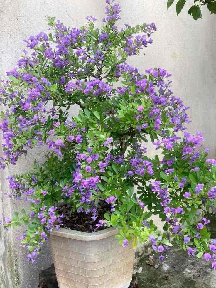 Cây cảnh Hoa linh sam Tím 1.5m. Mua bán Cây cảnh, đồ trang trí tại Huyện Sông Lô Vĩnh Phúc được đăng bởi Nhà vườn Ngọc Trang hình 1