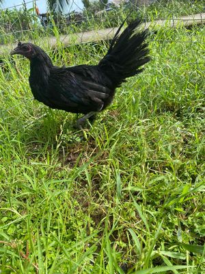 pêru mỹ. Mua bán Gà tại Huyện U Minh Cà Mau được đăng bởi trại gà con pêru mỹ