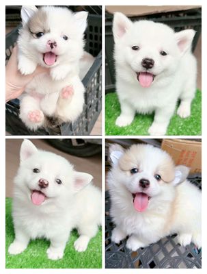 Chó phốc sóc x nhật 2 tháng