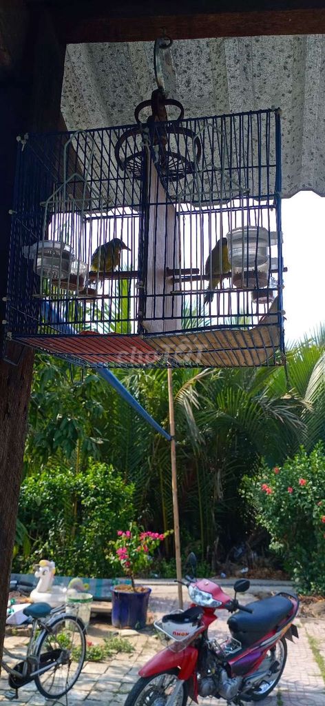 Chim huýt cô trống. Mua bán Chim tại Huyện Nhà Bè Tp Hồ Chí Minh được đăng bởi Thông  hình 1