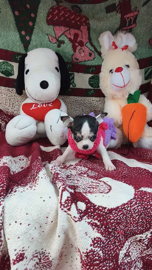 Chó Chihuahua cái . Mua bán Chó tại Quận 8 Tp Hồ Chí Minh được đăng bởi ZoZo House Chihuahua hình 1
