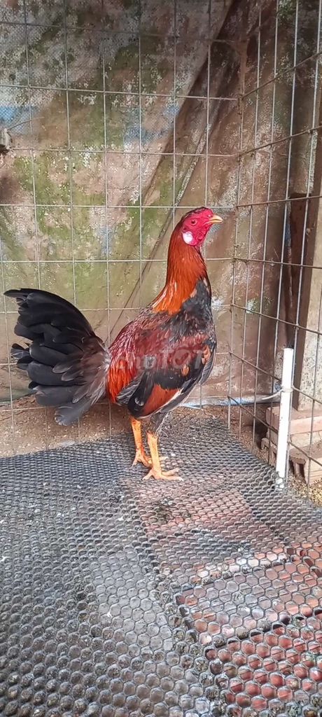 3d 1kg5. Mua bán Gà tại Huyện Tam Bình Vĩnh Long được đăng bởi GàVL hình 1