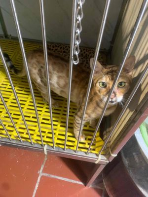 Mèo bengal thuần chủng