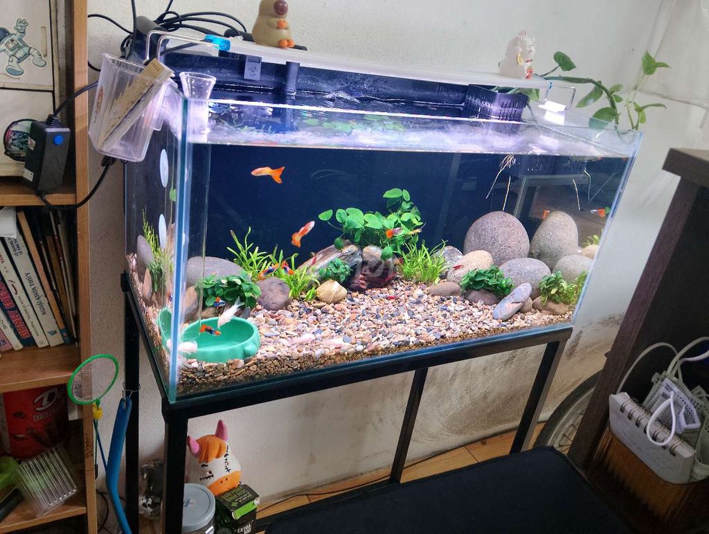 Bể cá cảnh 60x30x30 cm chân 70 cm. Mua bán Phụ kiện, Thức ăn, Dịch vụ tại Quận Hoàng Mai Hà Nội được đăng bởi Nguyễn Trung Thành hình 1