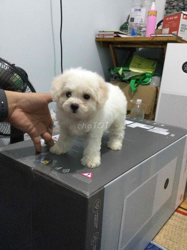 poodle tini trắng thuần chủng