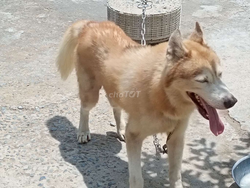 Chó Husky Đực BD. Mua bán Chó tại Thành phố Thủ Dầu Một Bình Dương được đăng bởi Nhân Rottweiler  hình 1