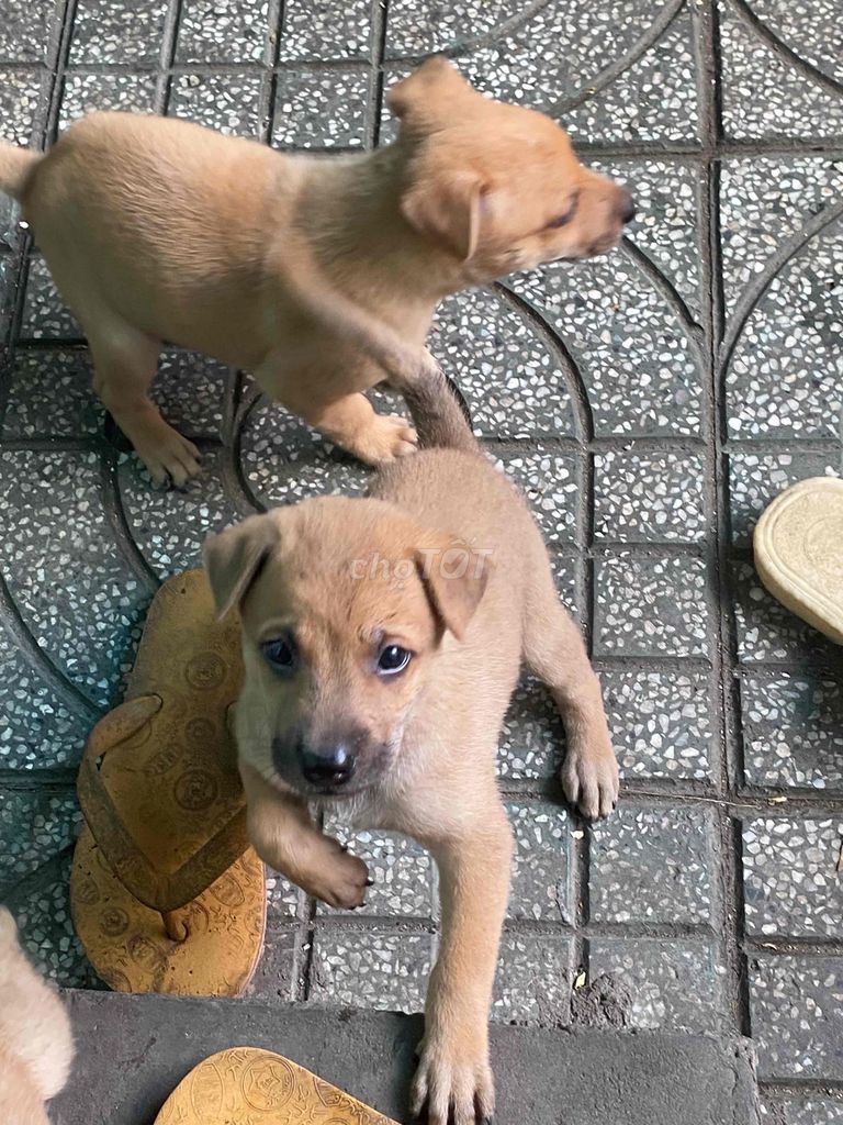 Chó cỏ đực Nâu vàng. Mua bán Chó tại Thành phố Thủ Dầu Một Bình Dương được đăng bởi My my hình 1