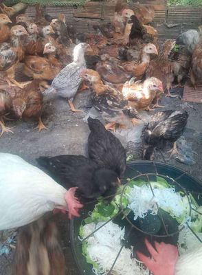 Bán gà ta thả vườn 3 4 lạng. Mua bán Gà tại Thành phố Dĩ An Bình Dương được đăng bởi lê minh thuận