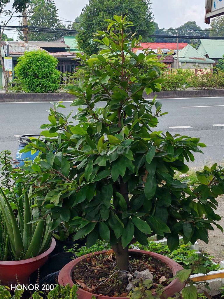 Mai vàng phom tàn mịn