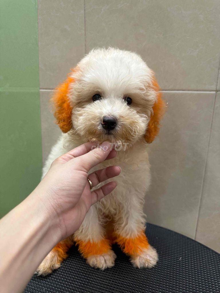 poodle trắng size toy❤️❤️