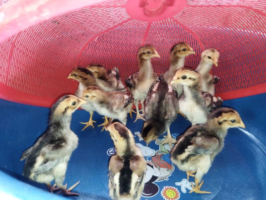 Gà chọi đàn 10 con tặng 1 . Mua bán Gà tại Huyện Đông Anh Hà Nội được đăng bởi Trại Gà Hà Nội hình 1