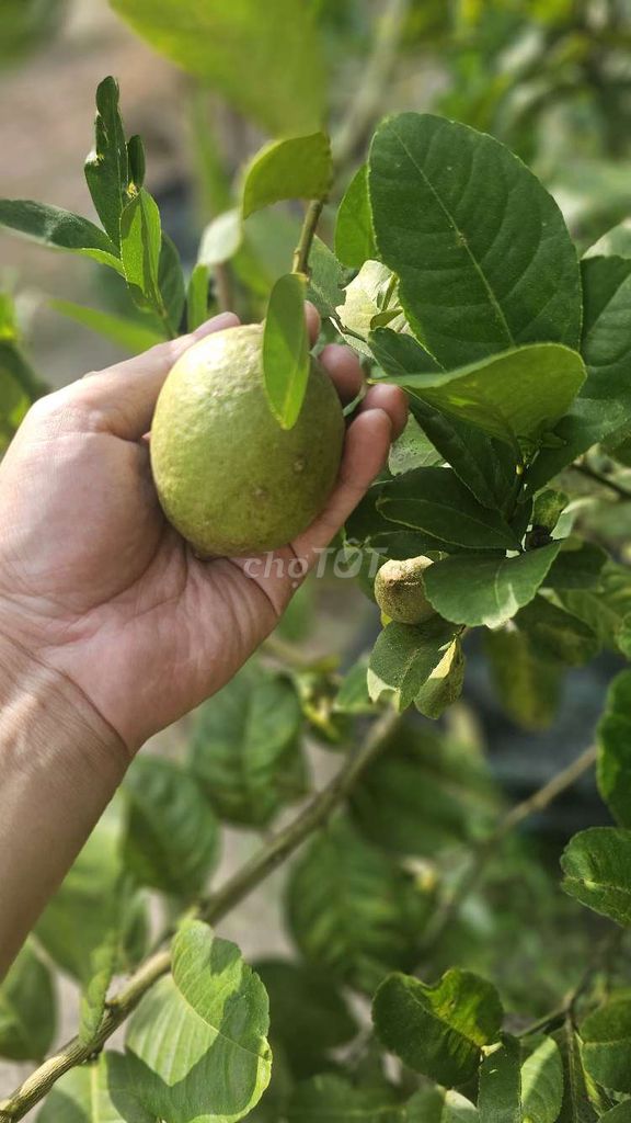 Cây giống Chanh Mỹ. Mua bán Cây cảnh, đồ trang trí tại Thành phố Thủ Dầu Một Bình Dương được đăng bởi A Vỹ hình 1