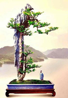 Đá bonsai đã tạo rãnh ( sỉ lẻ toàn thế giới)