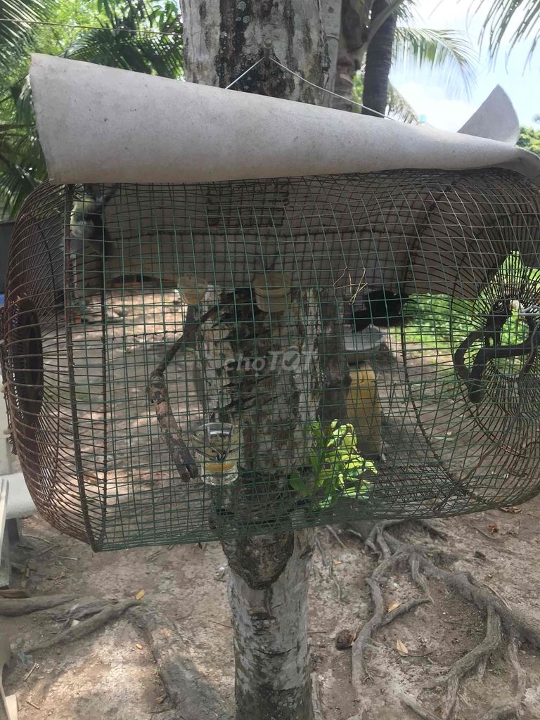 tía ô. Mua bán Chim tại Quận 12 Tp Hồ Chí Minh được đăng bởi tony tèo hình 1