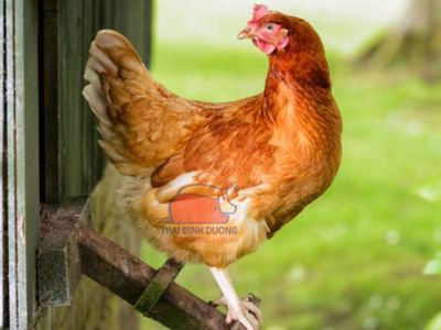 Gà mái mơ. Mua bán Gà tại Quận 1 Tp Hồ Chí Minh được đăng bởi Drai