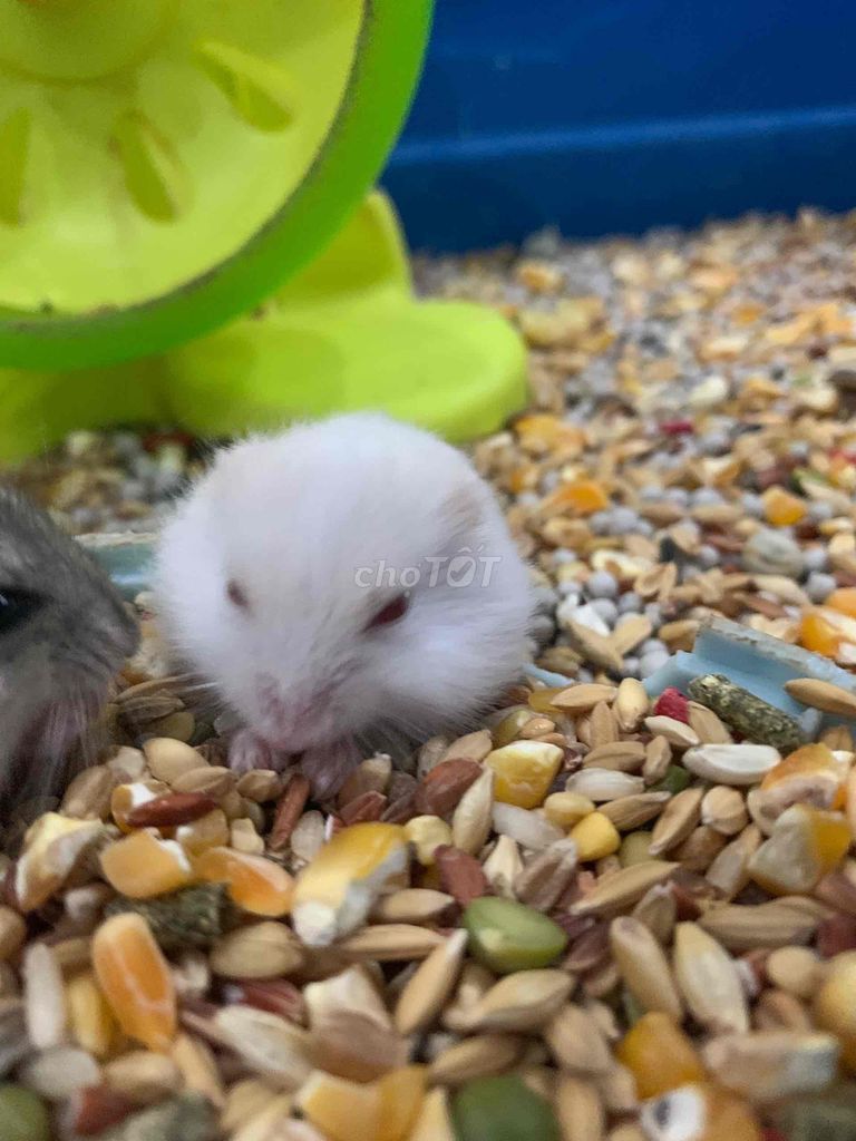 bán chuột hamster giống đẹp hiền