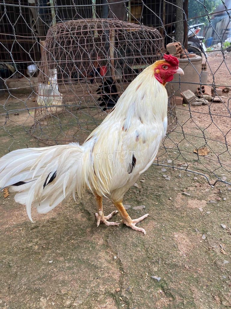 Gà chọi trống 2.5kg màu Trắng. Mua bán Gà tại Thành phố Thủ Đức Tp Hồ Chí Minh được đăng bởi Sĩ hình 1