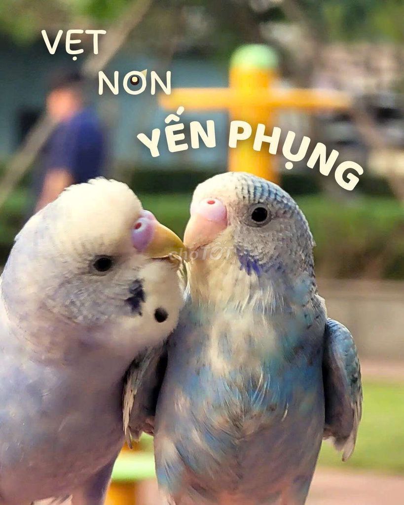 Chim Yến Phụng non Dễ Thươngg. Mua bán Chim tại Quận Tân Bình Tp Hồ Chí Minh được đăng bởi Bbii hình 1