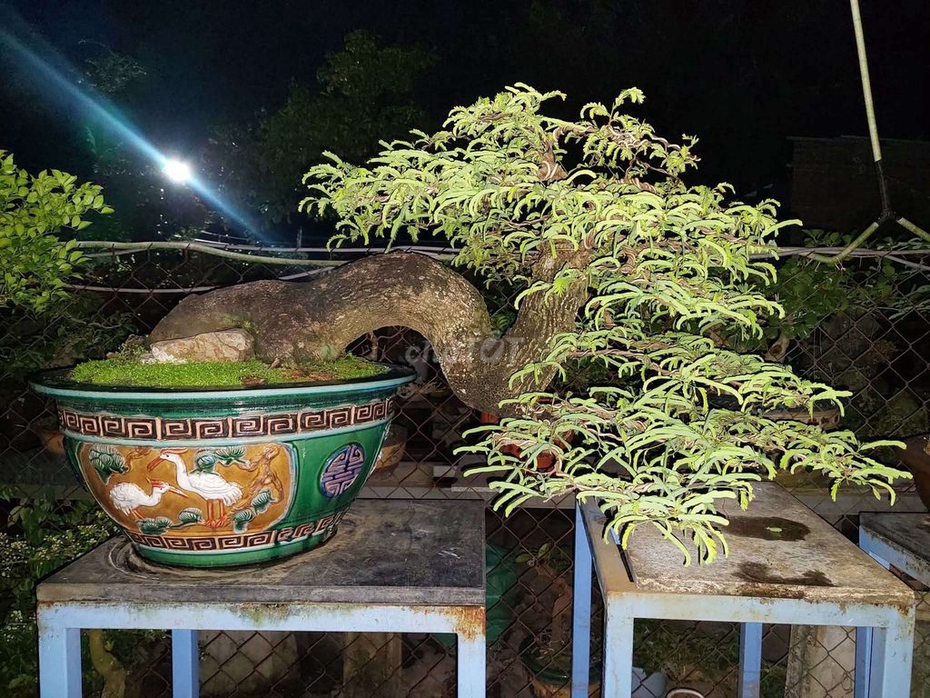 Cây me dáng đổ cao 57cm. Mua bán Cây cảnh, đồ trang trí tại Quận Hải Châu Đà Nẵng được đăng bởi Trần Xuân Dương hình 1