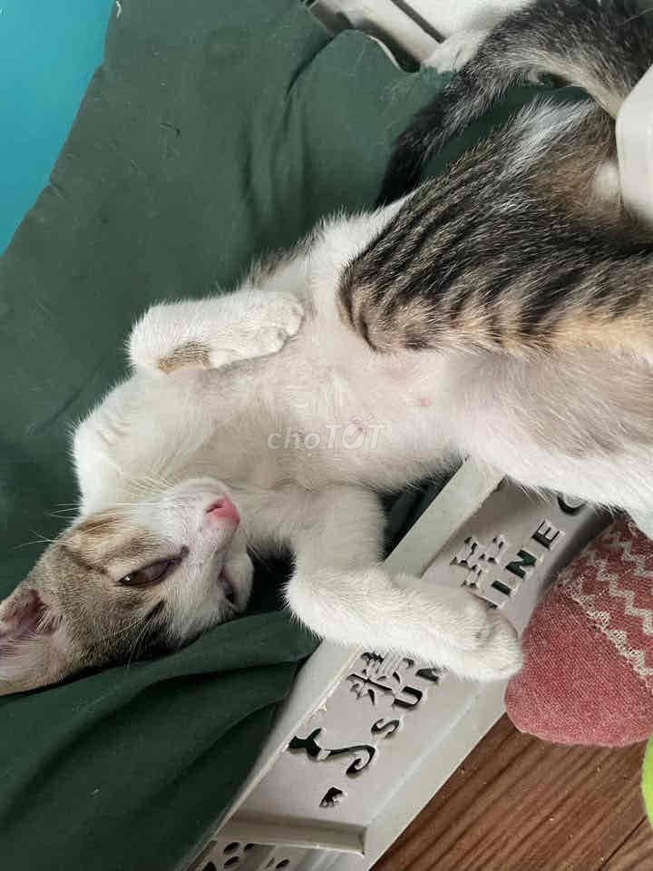 Mèo. Mua bán Mèo tại Thành phố Thủ Đức Tp Hồ Chí Minh được đăng bởi Hương Giang hình 1