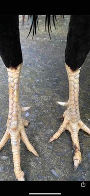 điều chân thau 2k7. Mua bán Gà tại Huyện Củ Chi Tp Hồ Chí Minh được đăng bởi Đức Minh