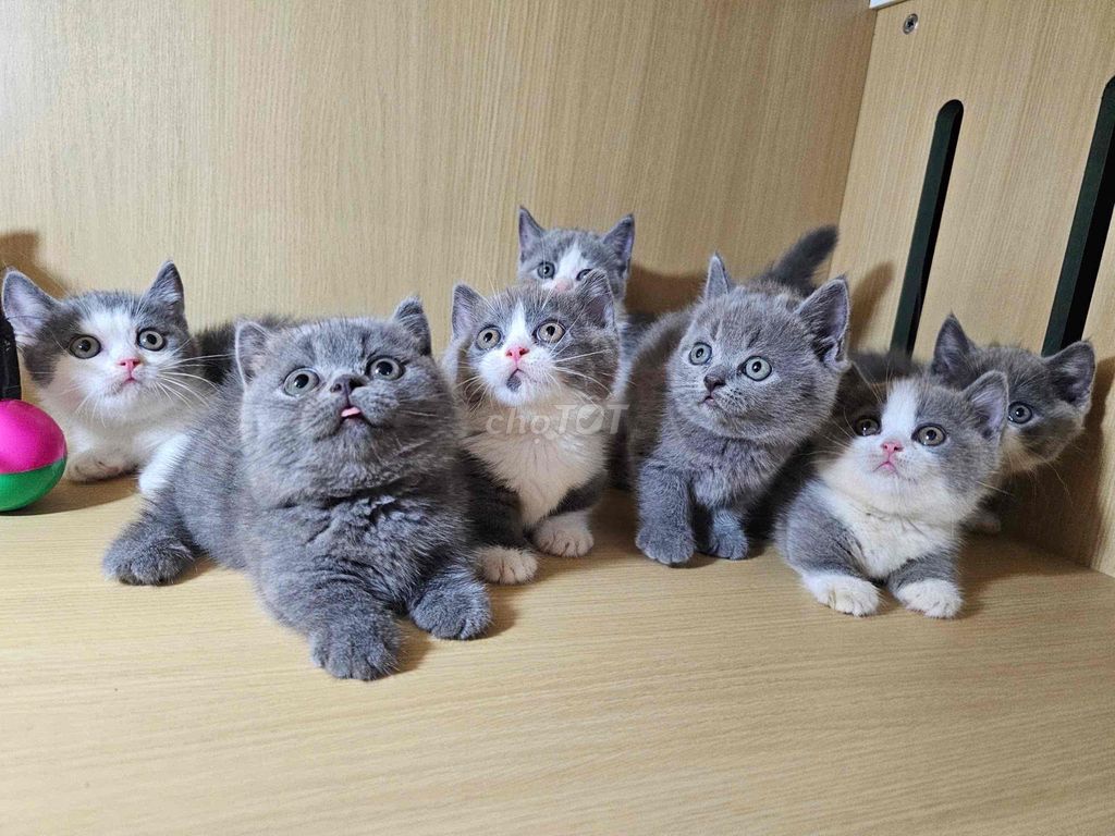 mèo lùn. Mua bán Mèo tại Thành phố Thủ Đức Tp Hồ Chí Minh được đăng bởi minh chiến hình 2