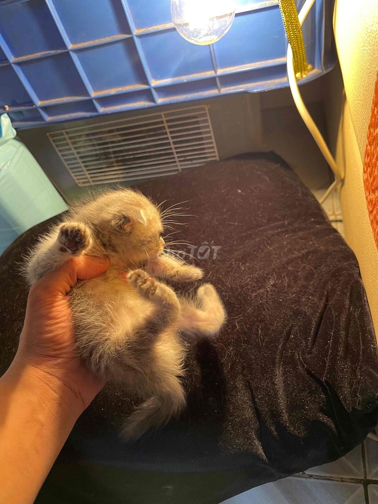 Mèo aln cái 1.5 tháng. Mua bán Mèo tại Quận 6 Tp Hồ Chí Minh được đăng bởi Danh hình 1