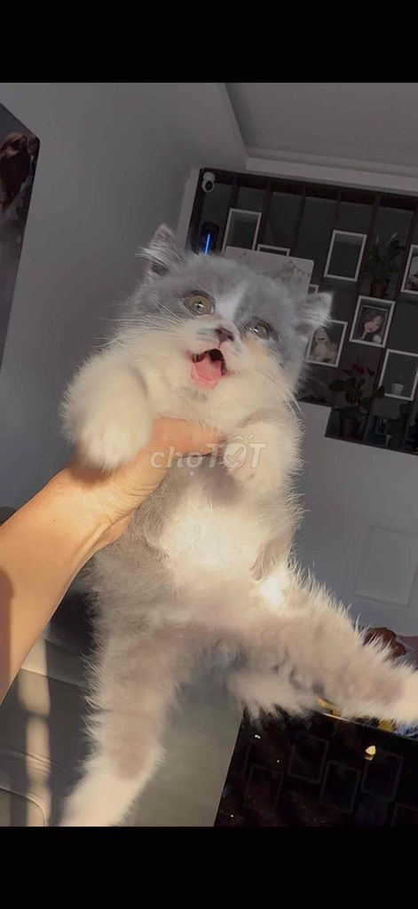 Mèo Anh lông ngắn đực. Mua bán Mèo tại Thành phố Đà Lạt Lâm Đồng được đăng bởi AiThuong PET SHOP hình 1