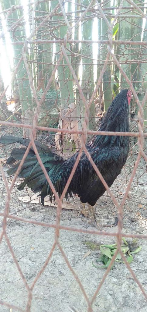Cựa đen 3 kg tơ trạng bự kg mau chơi. Mua bán Gà tại Huyện Phong Điền Cần Thơ được đăng bởi Ký cần Thơ  hình 1