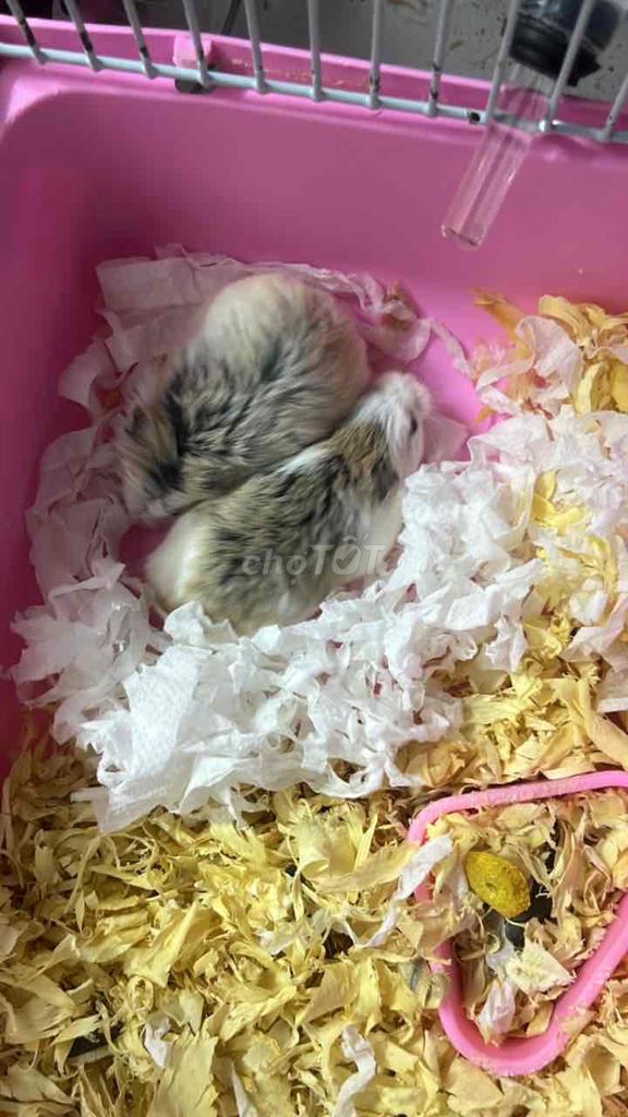 Chuột Hamster khỏe mạnh. Mua bán Thú cưng khác tại Huyện Thanh Trì Hà Nội được đăng bởi Tên chưa cung cấp hình 1