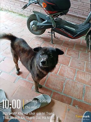 Chó Bắc Hà đực thuần chủng, đen vện, 22kg. Mua bán Chó tại Huyện Thanh Oai Hà Nội được đăng bởi Người vận chuyển 