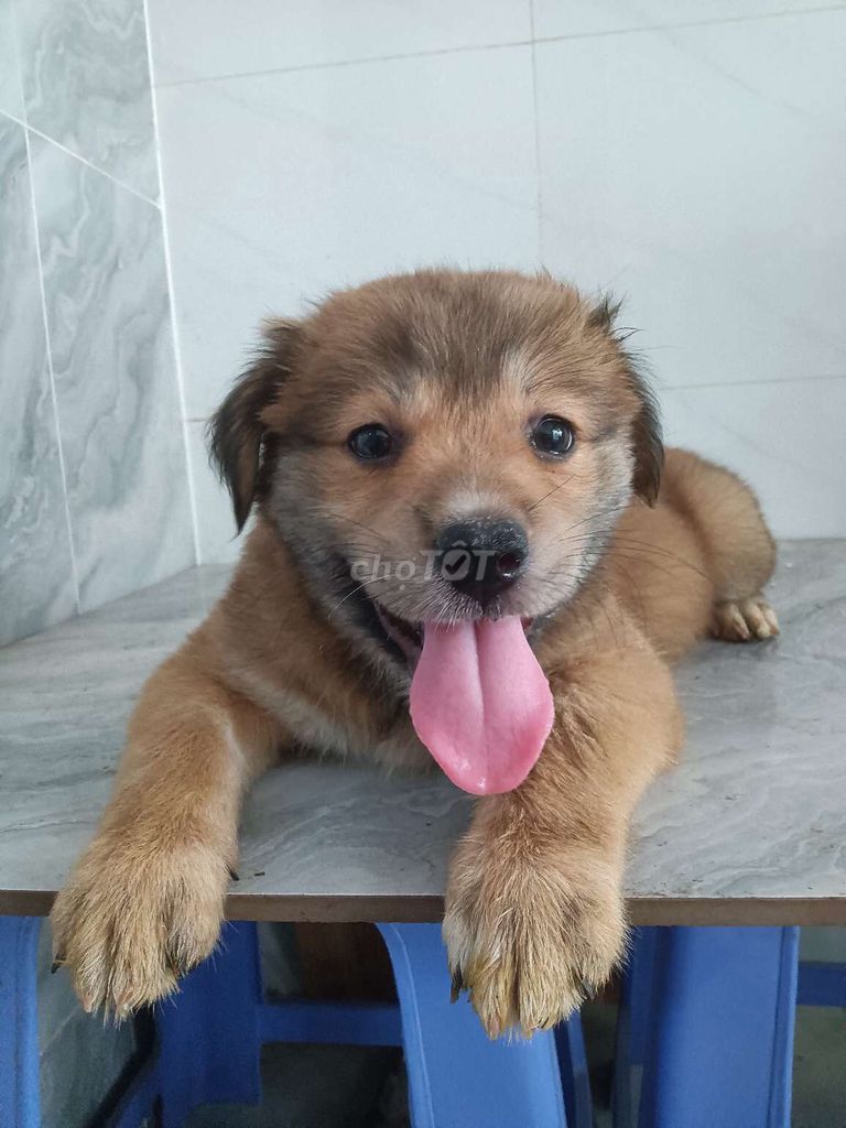 Chó Golden vàng mập ú tay chân to bự thông minh. Mua bán Chó tại Quận 6 Tp Hồ Chí Minh được đăng bởi Tăng Chí Lương  hình 1