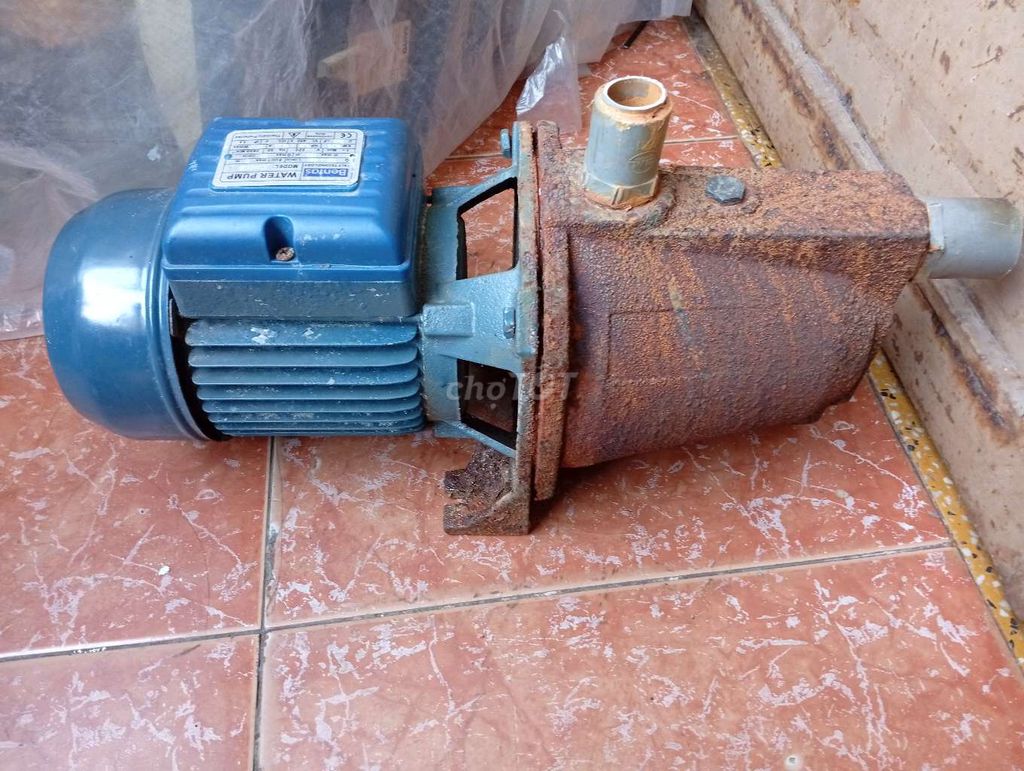 Motor bơm nước đầu lợn