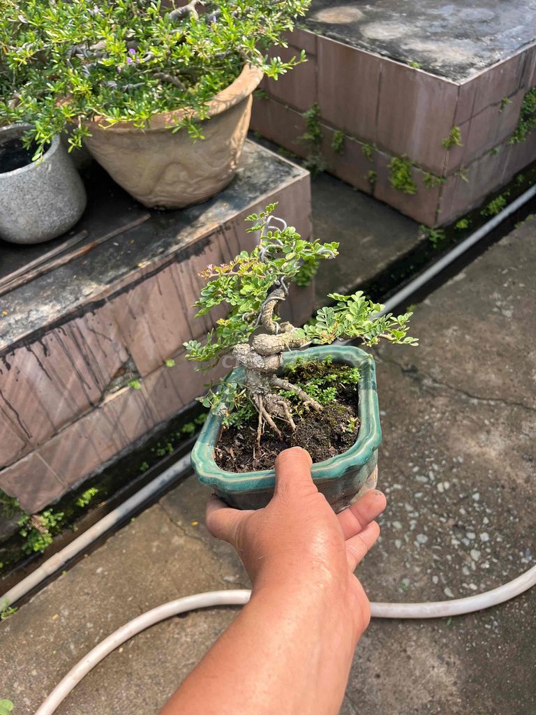 Cây cảnh bonsai Cần thăng. Mua bán Cây cảnh, đồ trang trí tại Thành phố Thủ Đức Tp Hồ Chí Minh được đăng bởi Bảo hình 1