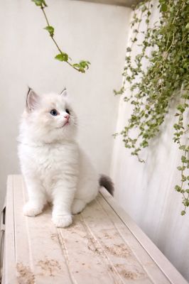 Mèo Ragdoll trắng 2 tháng tuổi