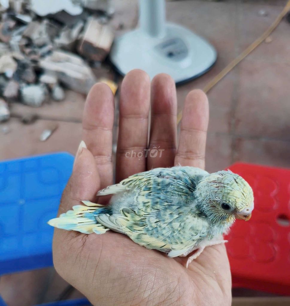 Vẹt yến phụng non đút bột thuần chơi. Mua bán Chim tại Quận Bắc Từ Liêm Hà Nội được đăng bởi MS Sữa hình 1