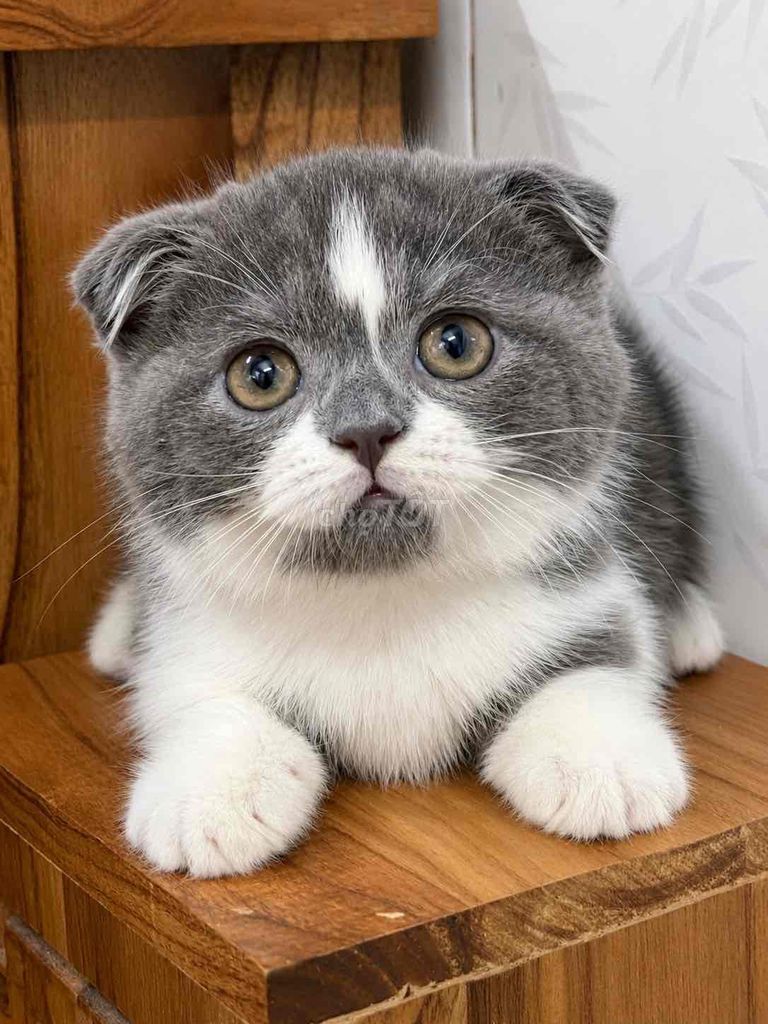 Mèo ALN lùn cái 2 tháng. Mua bán Mèo tại Quận 8 Tp Hồ Chí Minh được đăng bởi ở đây có meo xinh hình 1
