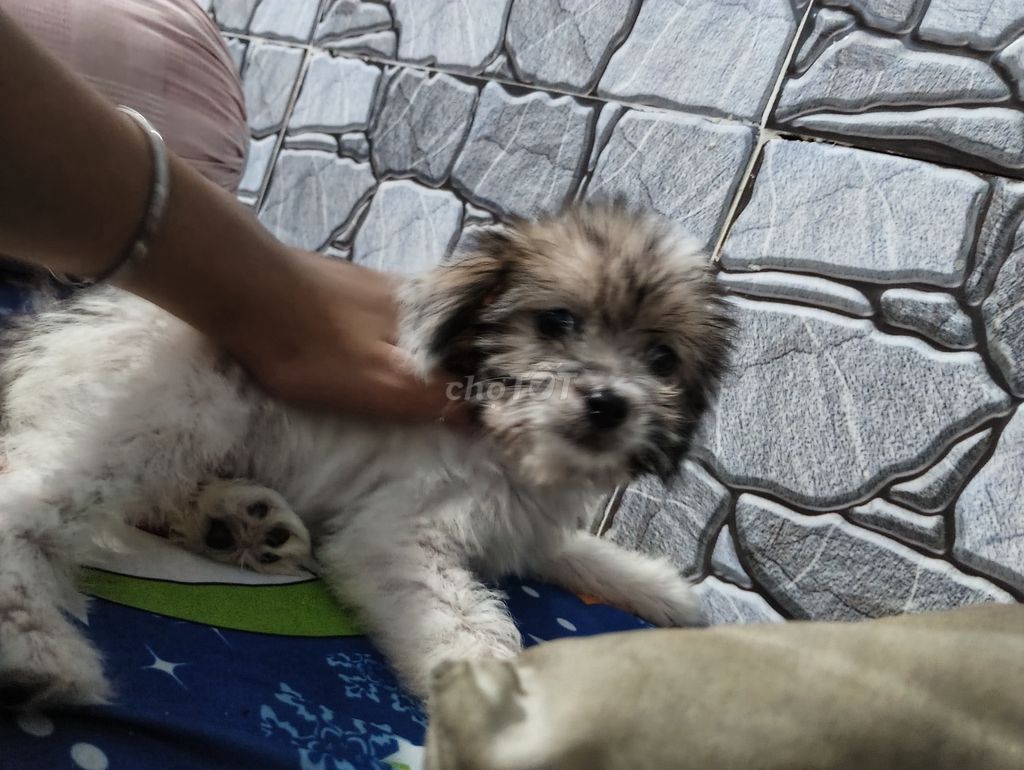 Chó Poodle lai Trắng nâu. Mua bán Chó tại Huyện Châu Thành Đồng Tháp được đăng bởi Bình An hình 1