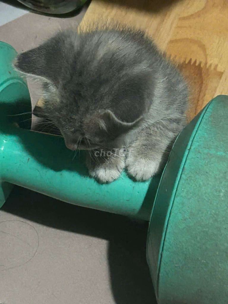 Mèo anh lông ngắn. Mua bán Mèo tại Thành phố Thủ Đức Tp Hồ Chí Minh được đăng bởi nguyễn hoài linh hình 4