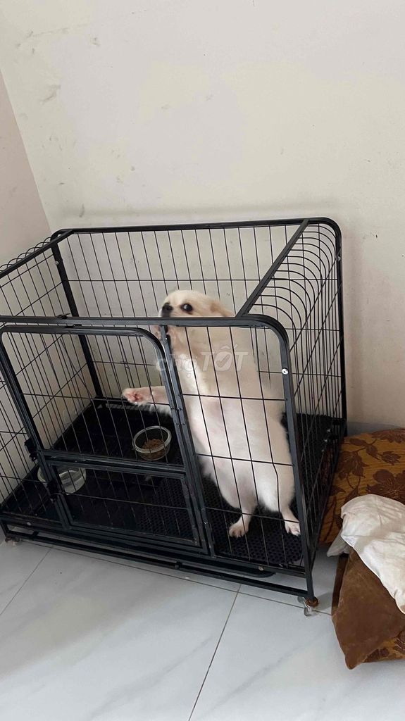 Chó Phốc Sóc Trắng 5kg. Mua bán Chó tại Thành phố Bắc Ninh Bắc Ninh được đăng bởi Shop Thanh Lý hình 2