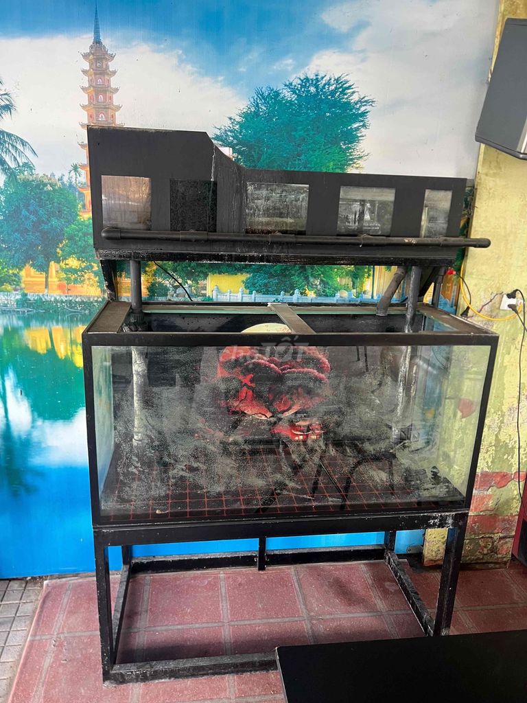 Bể cá Kính Kim loại Đen 1m3. Mua bán Phụ kiện, Thức ăn, Dịch vụ tại Quận Tây Hồ Hà Nội được đăng bởi Vũ Phi Phạm hình 1