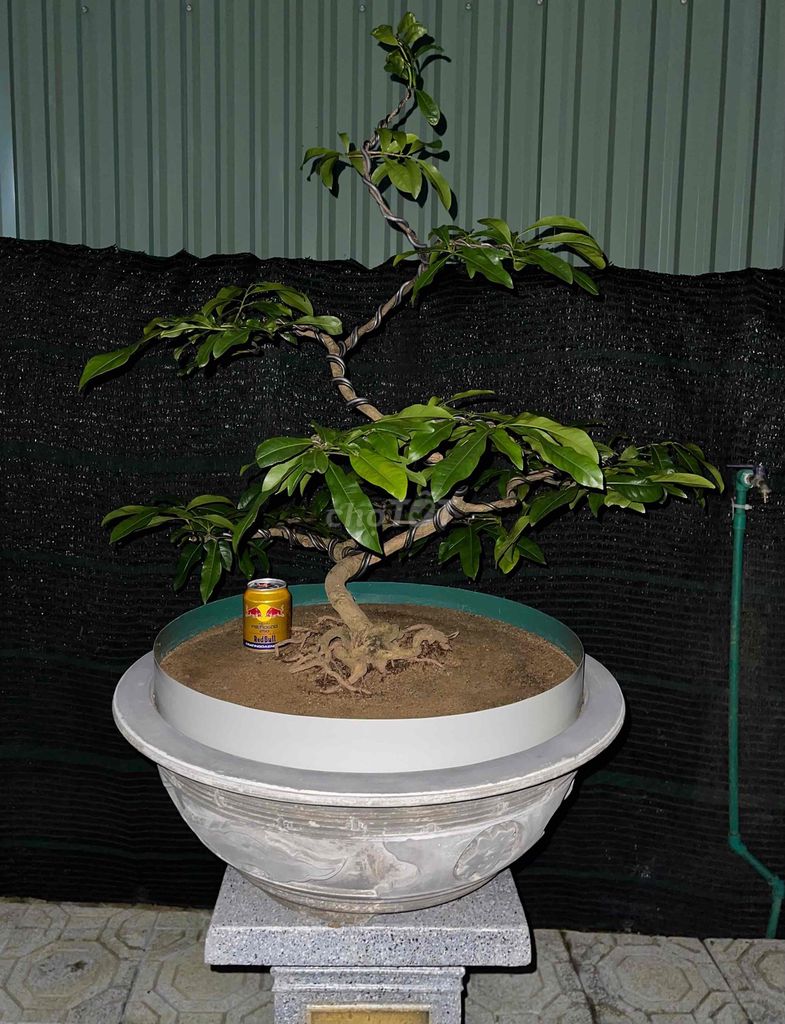 Cây cảnh Bonsai Hoàng Mai. Mua bán Cây cảnh, đồ trang trí tại Thành phố Huế Thừa Thiên Huế được đăng bởi Hoàng Kin hình 1
