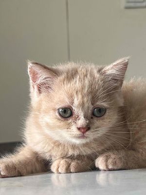 Mèo con