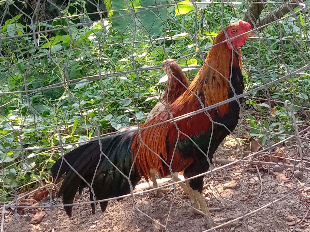 Gà tơ Đực Đỏ đen. Mua bán Gà tại Huyện Cái Bè Tiền Giang được đăng bởi Bọ Ú Vườn thú tại home  hình 1