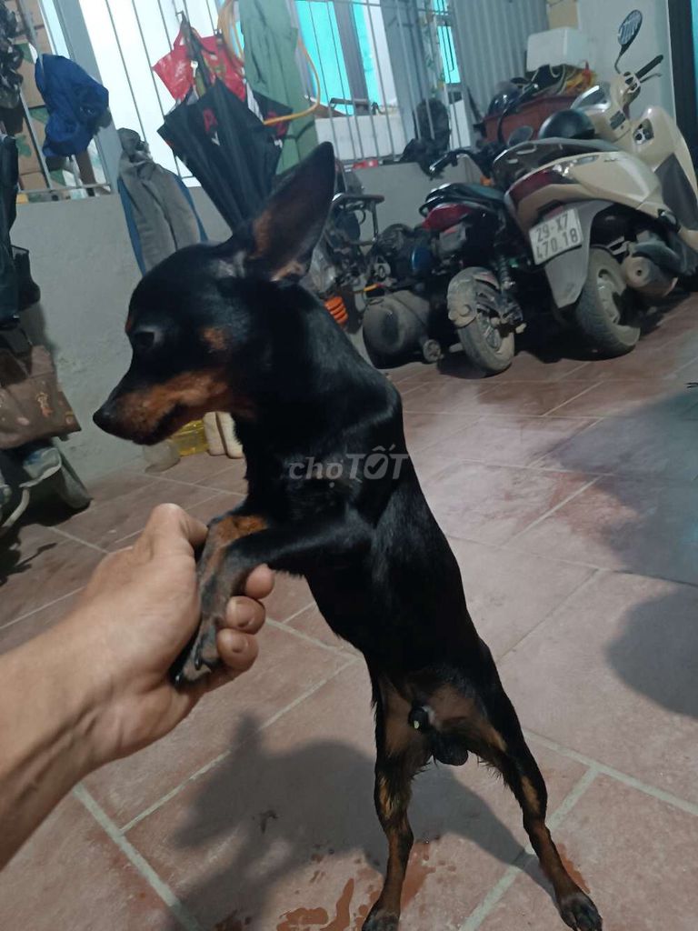 Chó Phốc hiêu thuần chủng 1 Đực 1Cái 10 tháng. Mua bán Chó tại Huyện Thanh Oai Hà Nội được đăng bởi nguyen cao 33 hình 1