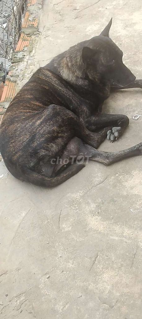 Phú Quốc. Mua bán Chó tại Huyện Bàu Bàng Bình Dương được đăng bởi Thú Cưng hình 3