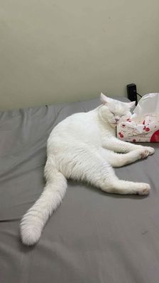 Mèo Tên Mít Giống đực, đã thiến , màu trắng. Mua bán Mèo tại Quận Nam Từ Liêm Hà Nội được đăng bởi Anh Việt