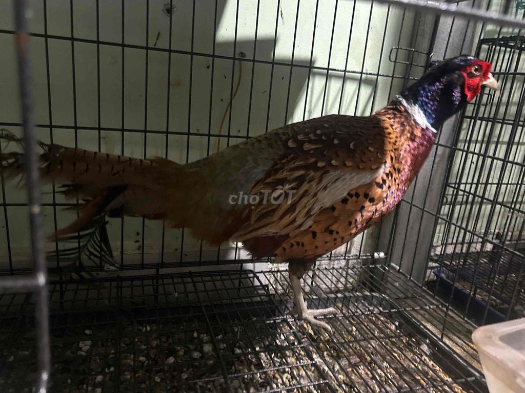 2 con chim trĩ đẹp. Mua bán Chim tại Quận Bình Thạnh Tp Hồ Chí Minh được đăng bởi Cầm Đồ Đại Tín hình 1